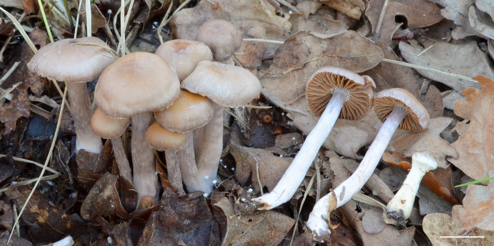 Nowy gatunek grzyba (Cortinarius quercoflocculosus Kałucka & Liimat.) opisany przez dr hab. Izabelę Kałucką, prof. UŁ, w 2021 ze zwałowiska Góra Kamieńska koło Bełchatowa.