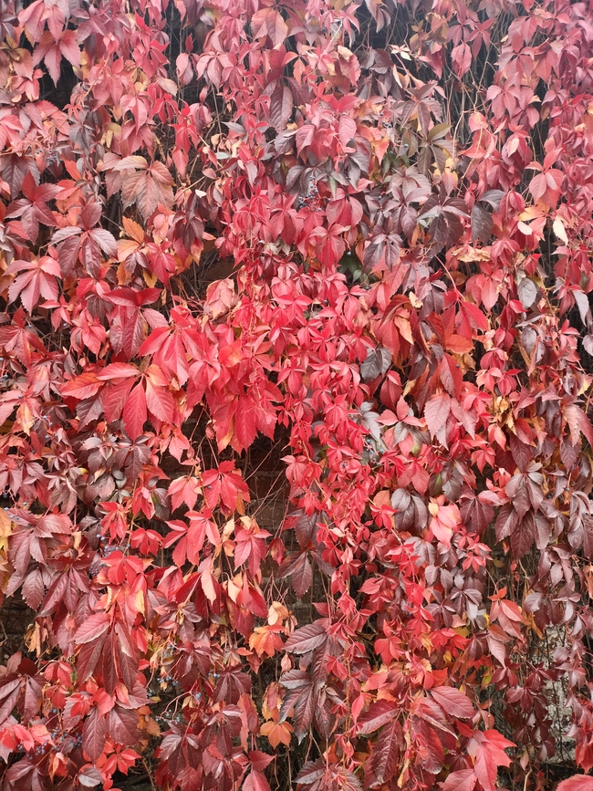 Czerwone liście winobluszczu.