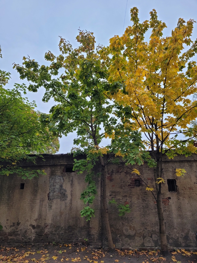 Klony rosnące na tle ściany muru w różnych barwach.
