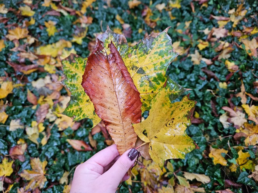 Liście klonu i kasztanowca w różnych kolorach trzymane w dłoni.