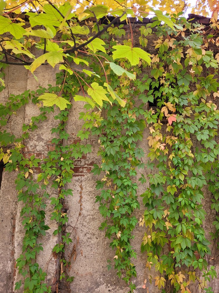 Winobluszcz w różnych barwach pnący się po ścianie muru