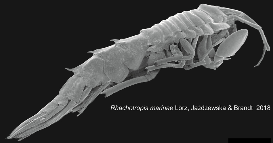 Amphipoda_Rhachotropis