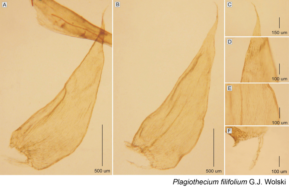 Mchy_Plagiothecium filifolium 